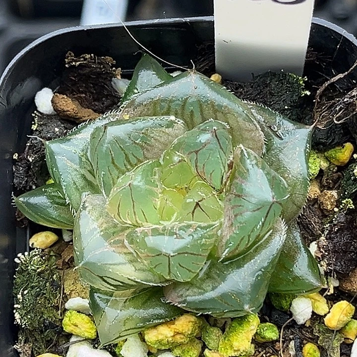 135巨大化冰魄玉露锦