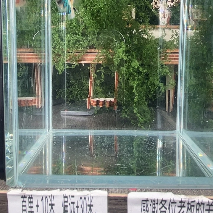 斗鱼活体不退不换谢谢