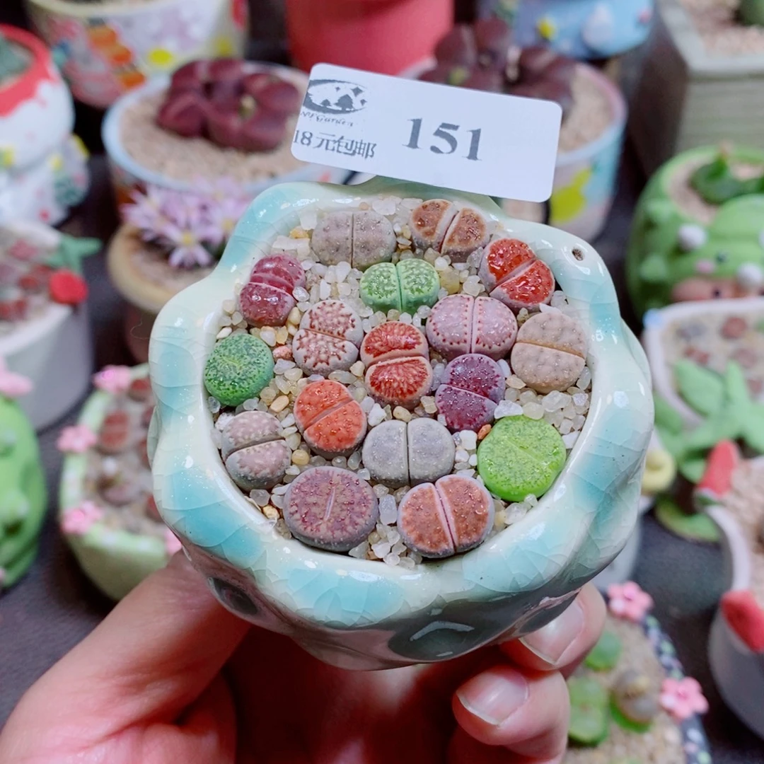 生石花花花花花花151