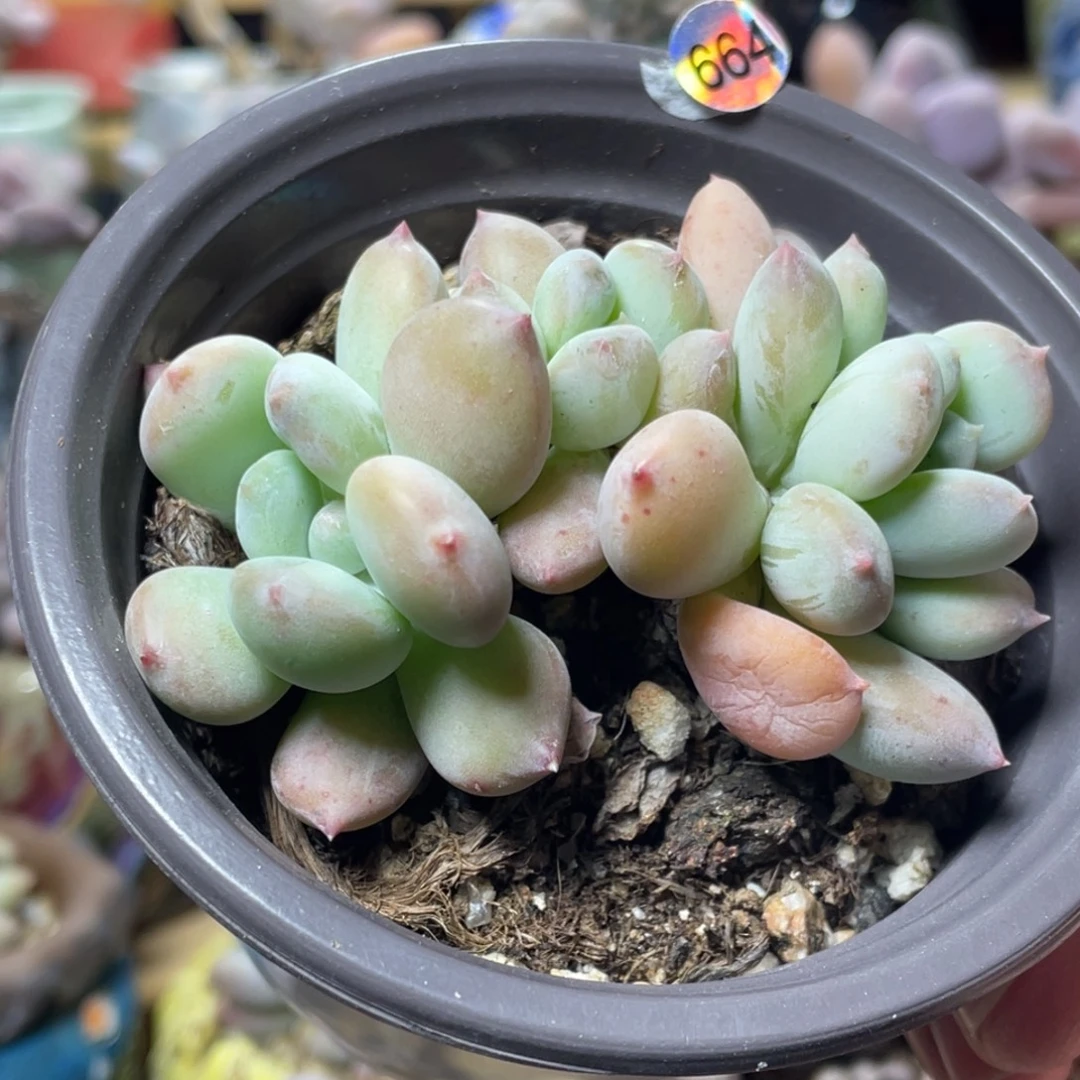 萤火奶酪多肉植物