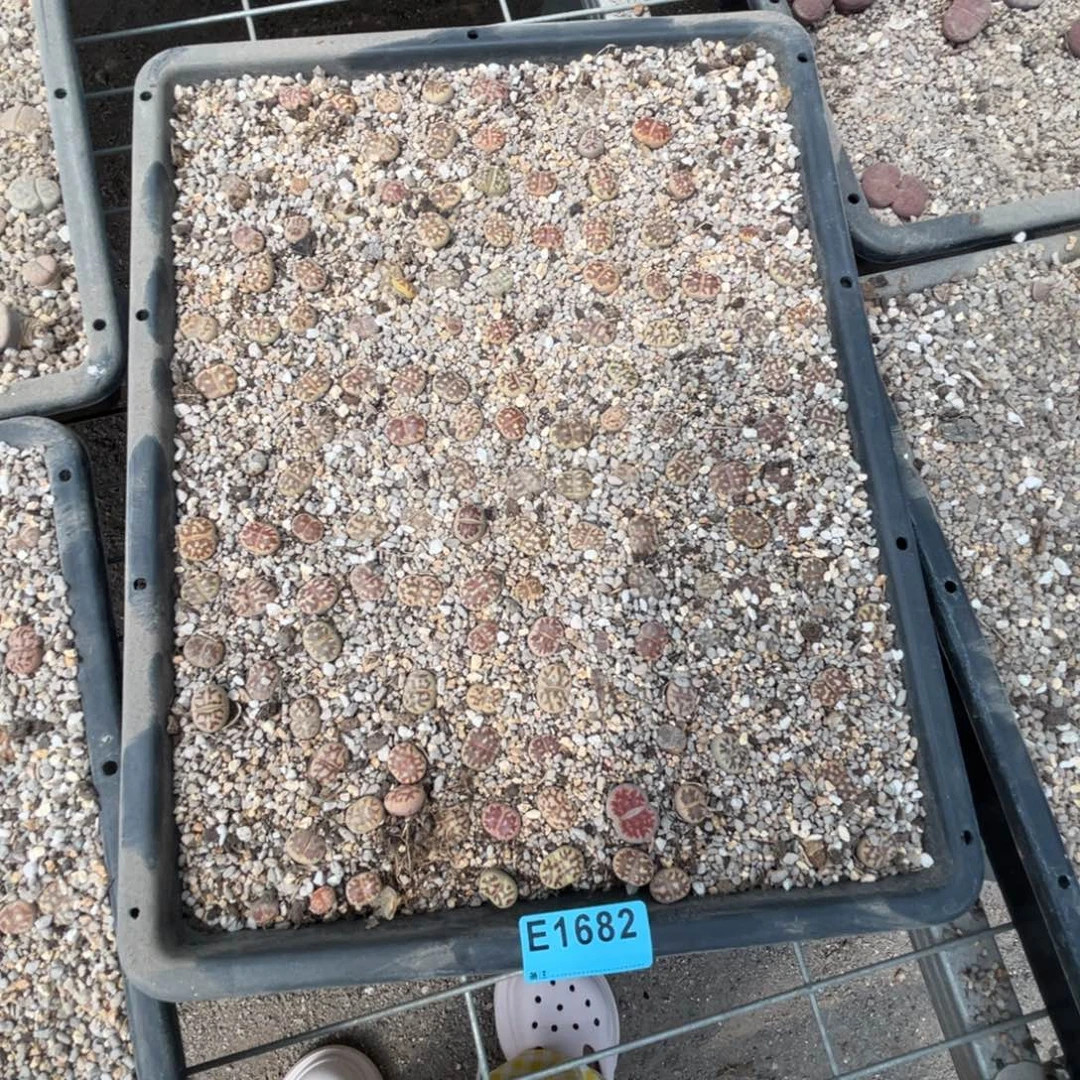 珍***惜1682筐福利不售后