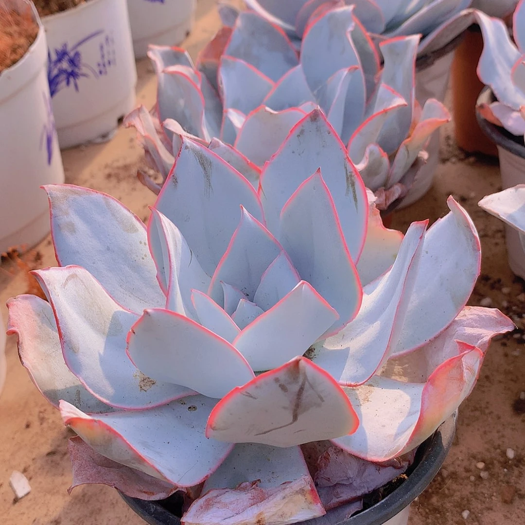 广寒宫3456788999990