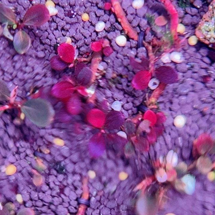 辣椒榕红海水草来了