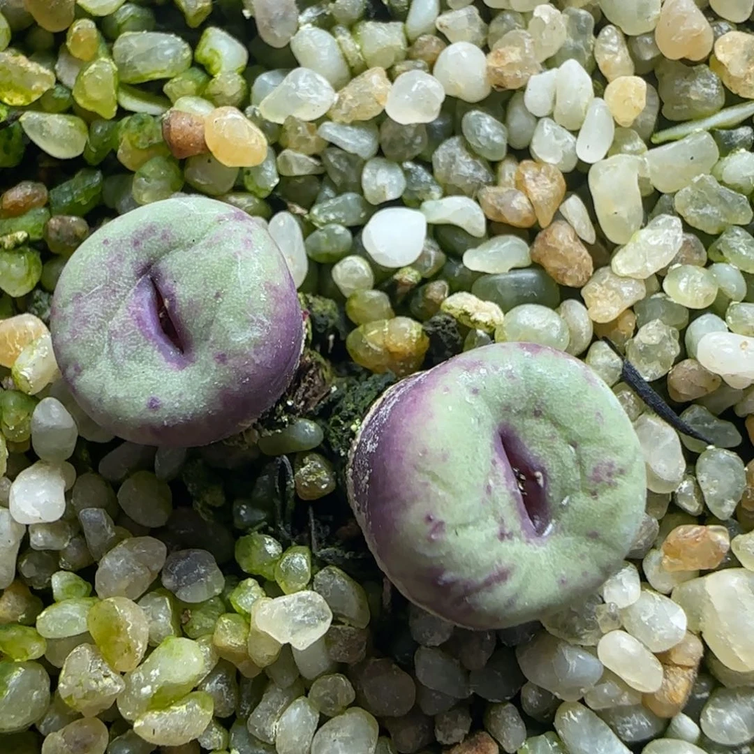 2.2号多肉TS427嘟嘟嘴54号