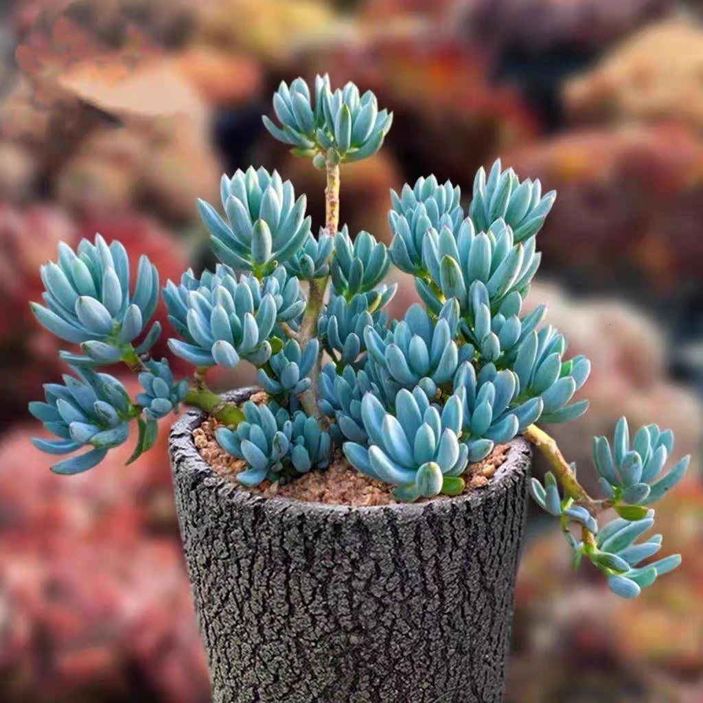 稀有多肉  蓝松老桩一颗裸根