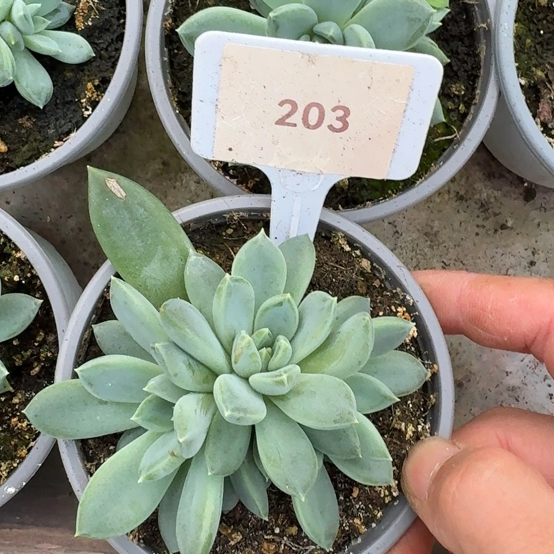 爆米花12345678901112