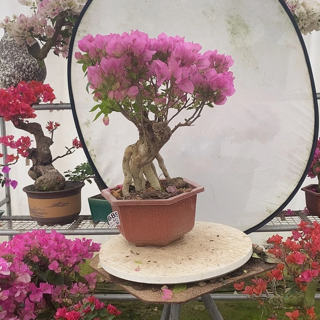 红陶随***飞比吧粉一物一拍