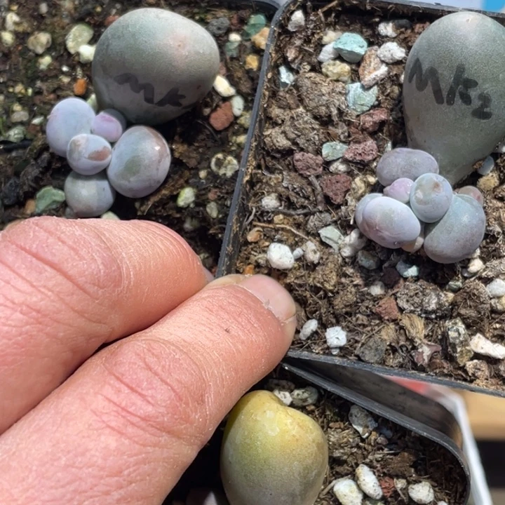 米可锦基因三颗一起678号的多肉