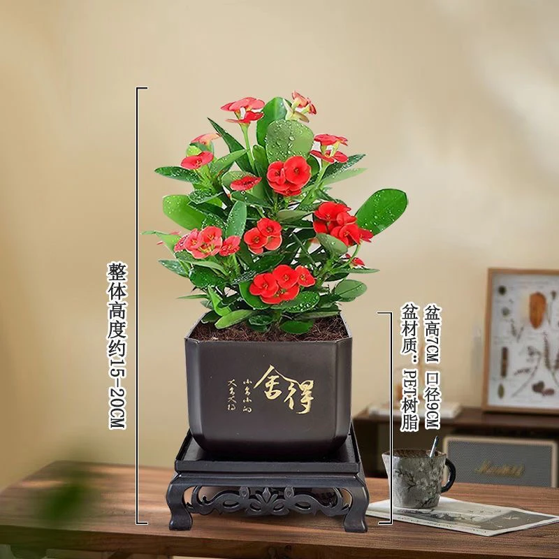 铁海棠虎刺梅绿植花卉四季开花带花苞土壤盆栽植物