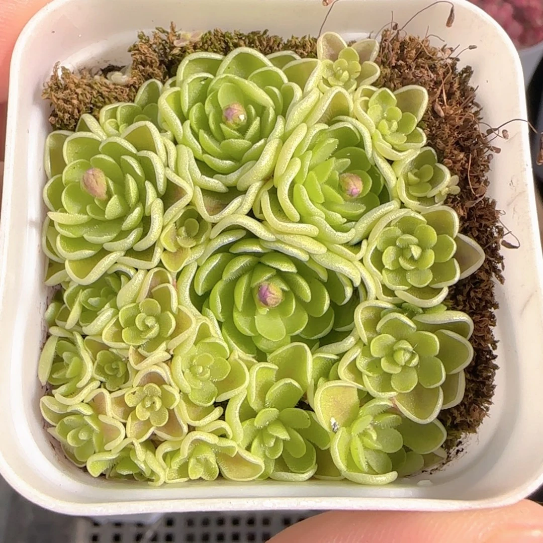 多肉1230-108捕虫堇
