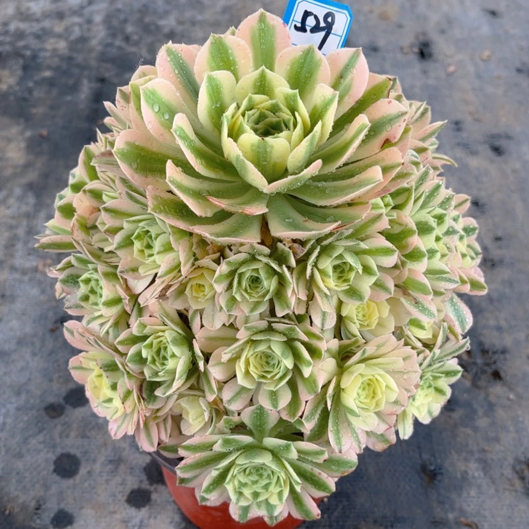 539迈巴赫多肉法师