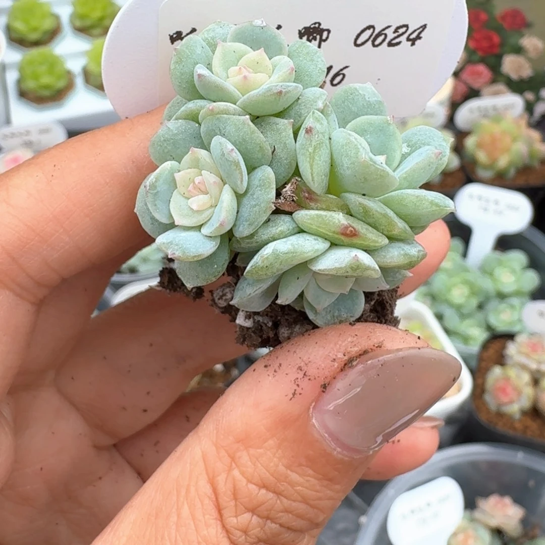 0624-116-芳草五群