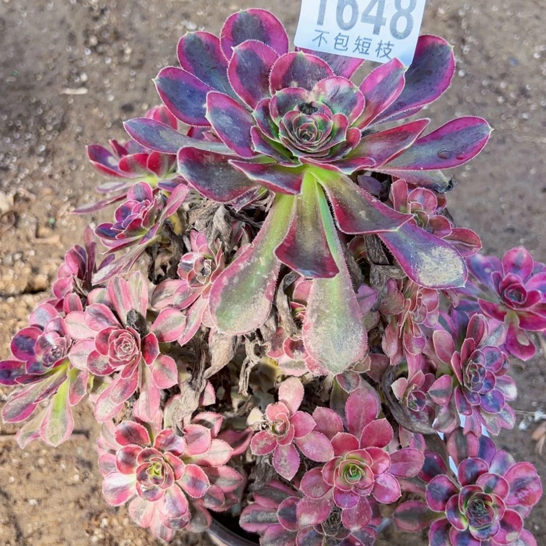 冰淇淋锦1648多肉植物
