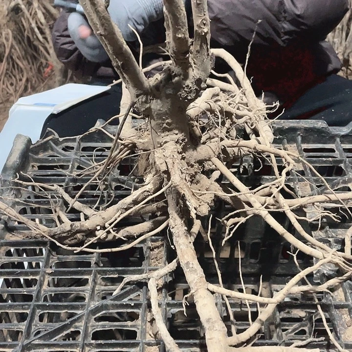 完全开放牡丹花开