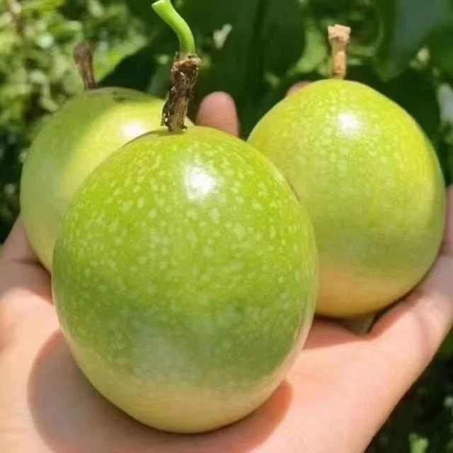 新鲜钦蜜九号百香果香甜多汁营养丰富现摘现发