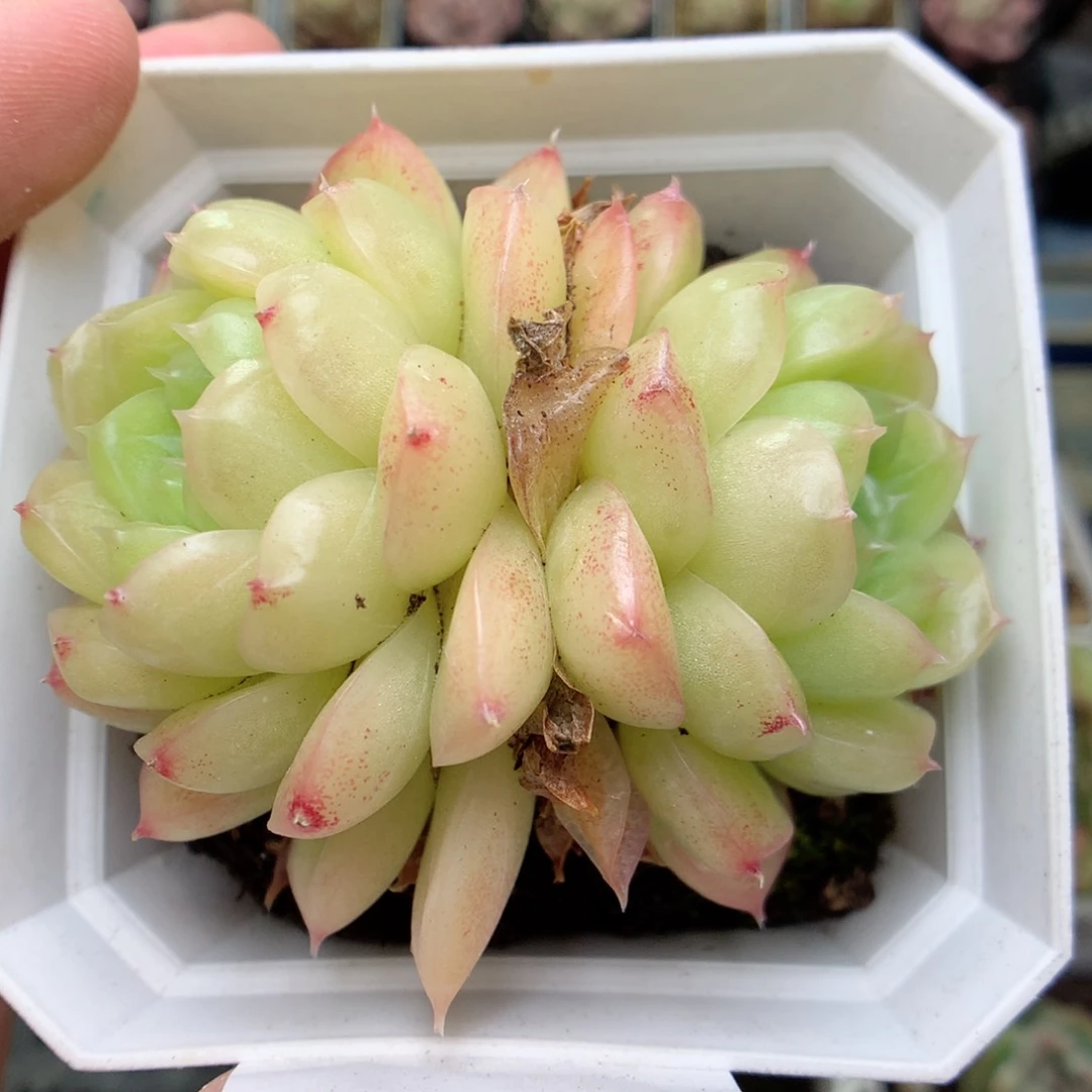 A131 ，20包邮两天凑单