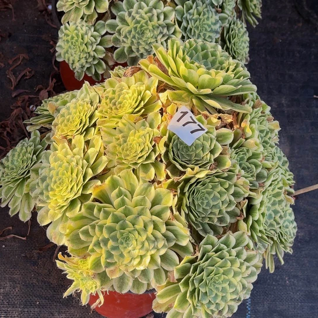 177碧浪老桩多肉植物