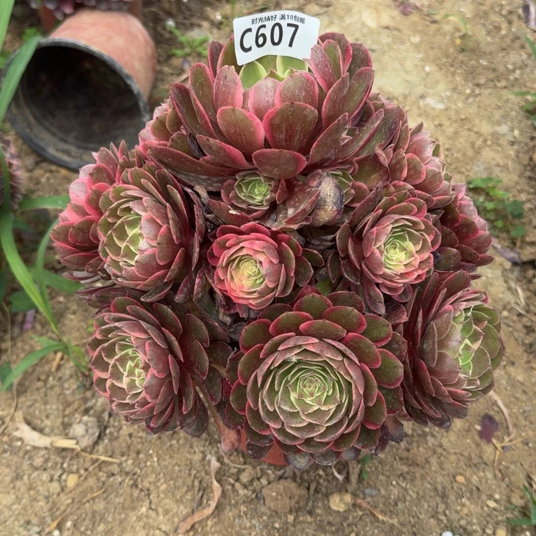 小***光607粉花妖多肉植物