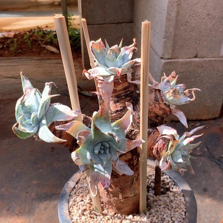 勿**。黑曼巴，多肉植物