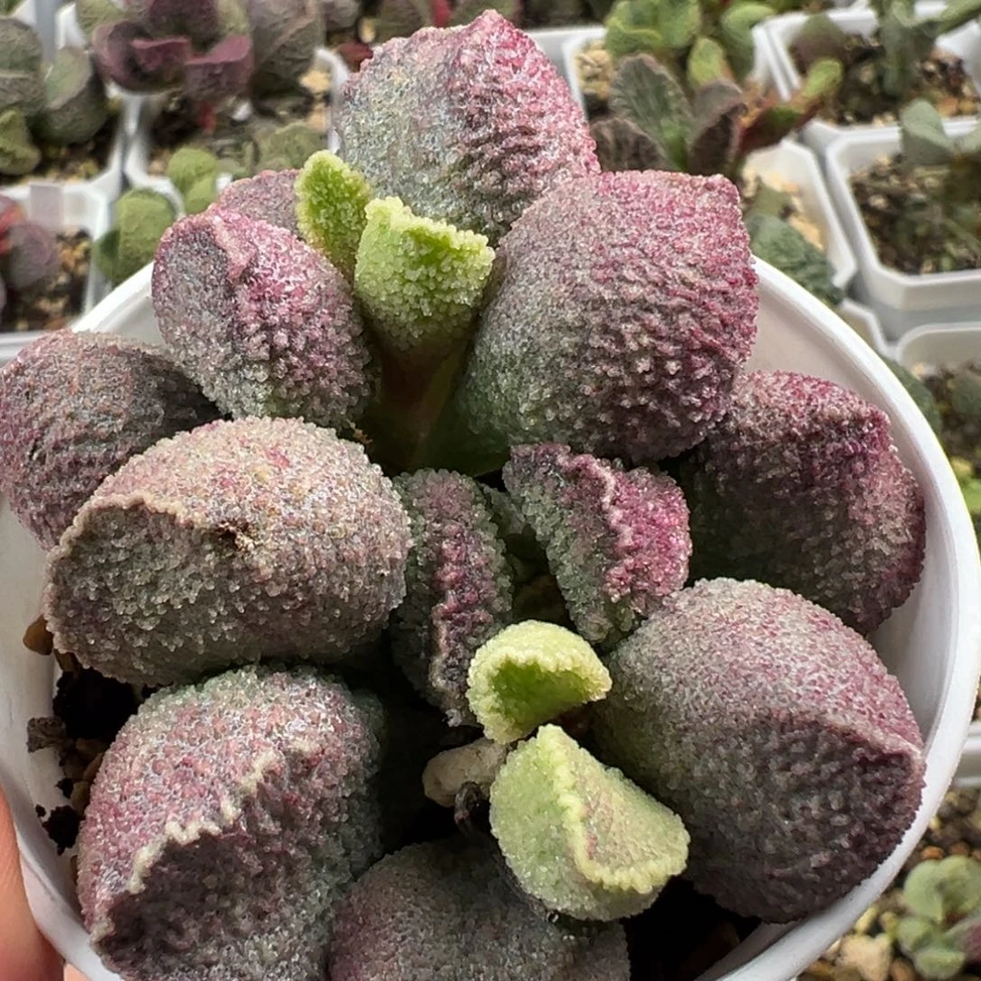 圆球奶油感实生新品多肉植物