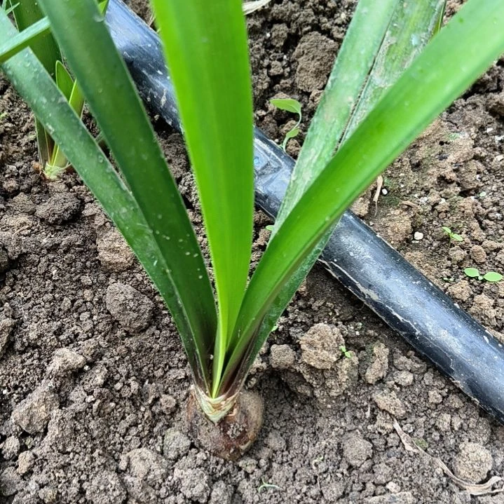 当前无花栽培后可以开花自然球卡五4棵2~3CM