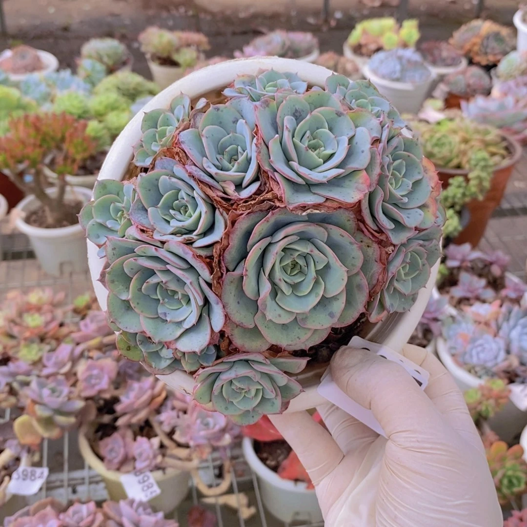 0235奶油黄桃一物一拍