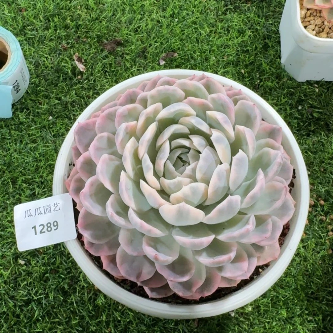 1289墨西哥雪球锦多肉