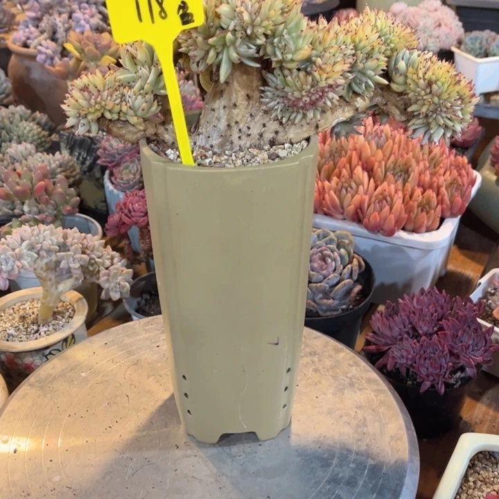 s***e000000000000000000118带盆