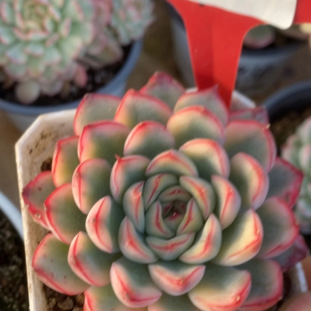 371荷花锦锦锦锦锦