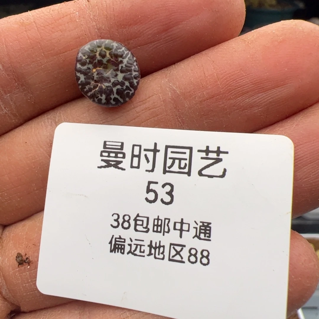 火**椒2.23大黑多肉植物53