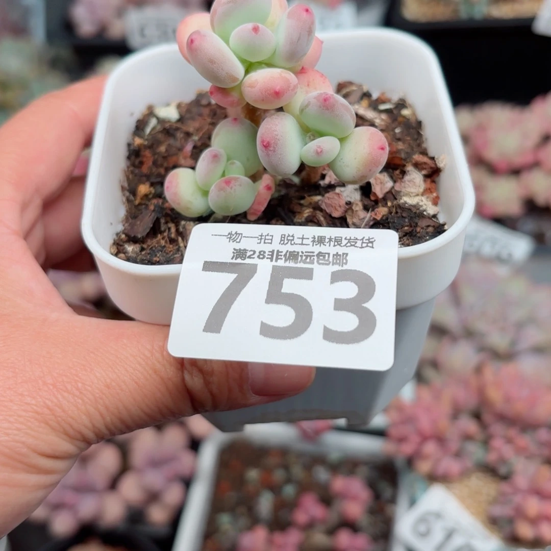 苹果奶老桩无盆土发货