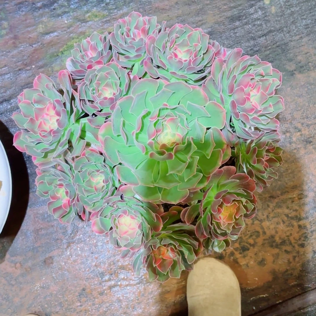 芬****云南多肉植物香妃