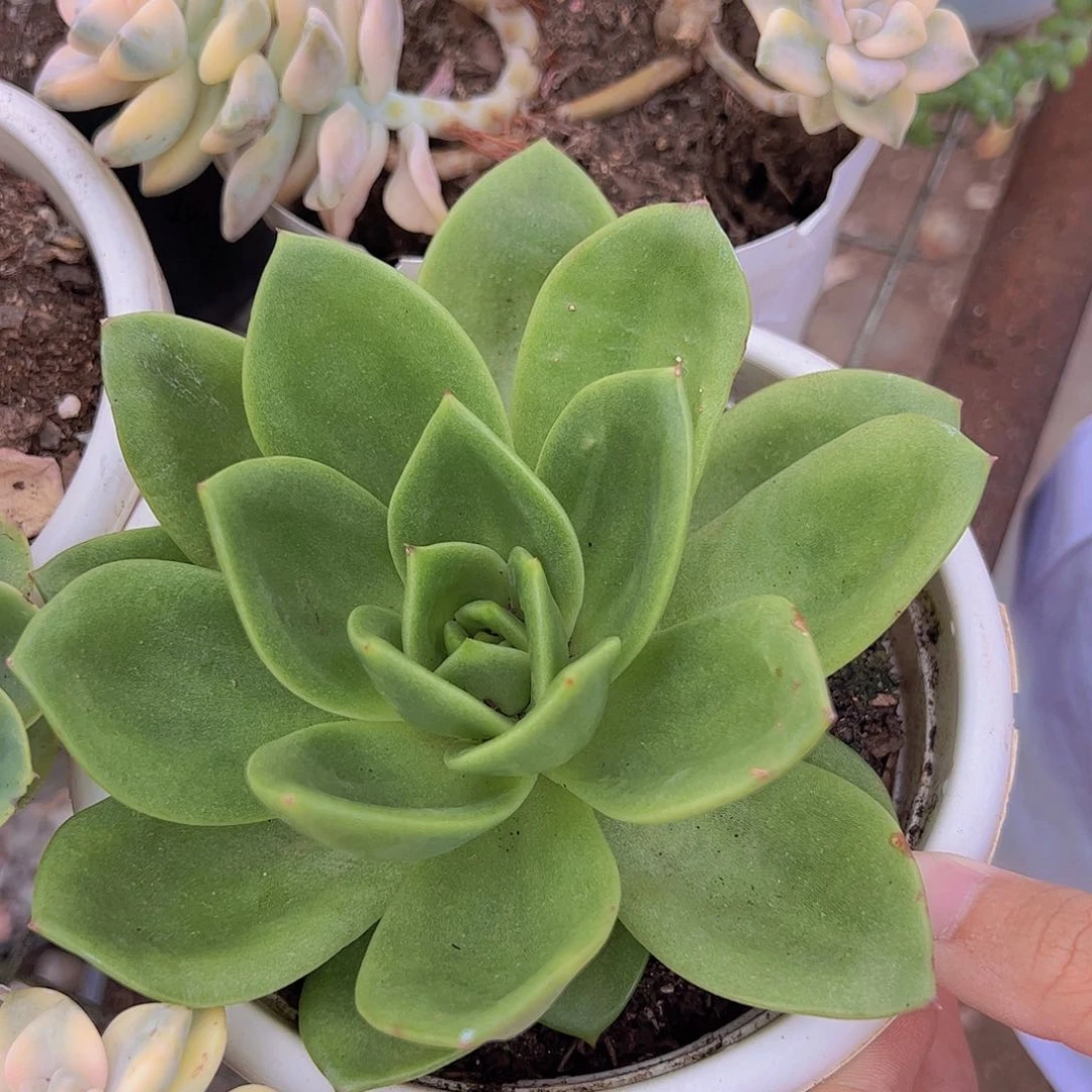 翠花 大单头 多肉植物