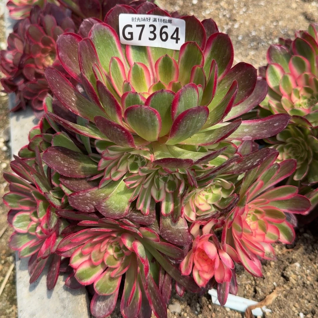 用****秀7364瑶光多肉植物