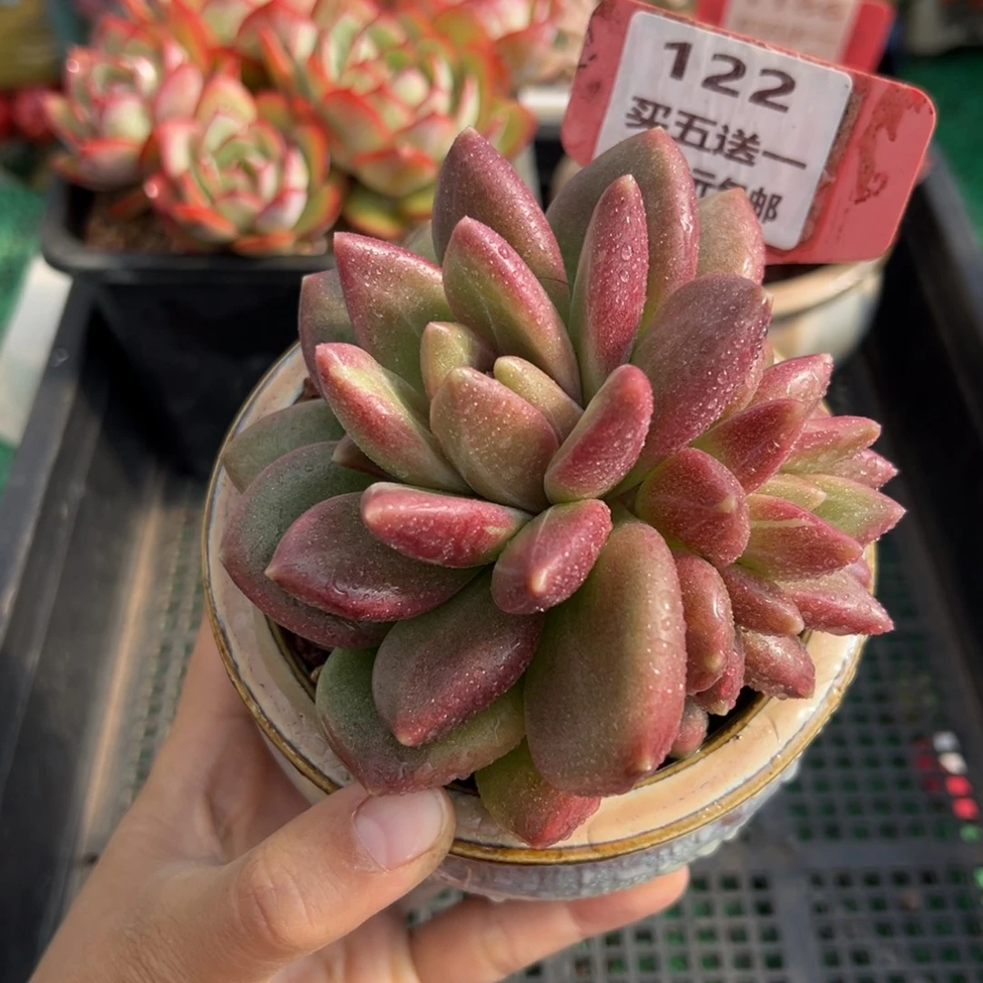 表妹精品多肉植物122.