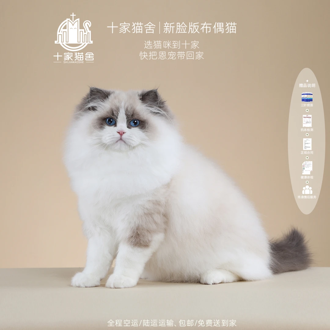 【十家猫舍】猫妮-妹妹I新脸版布偶猫I猫咪活体
