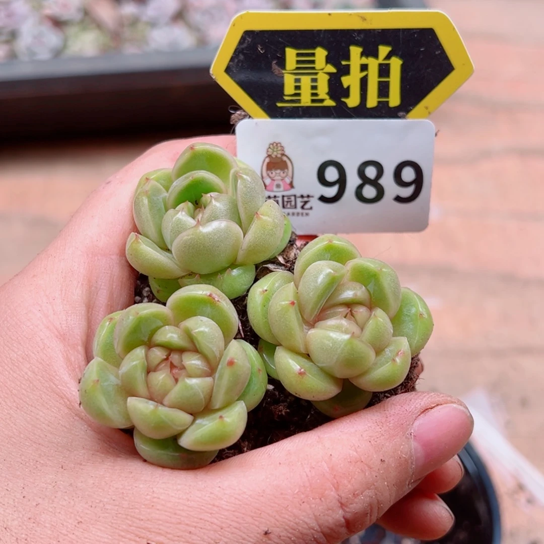 多肉植物多肉植物