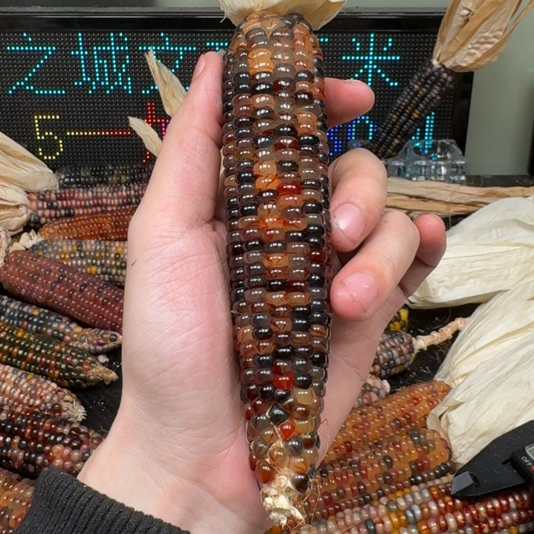 柏香籽/百香籽吊坠动****子