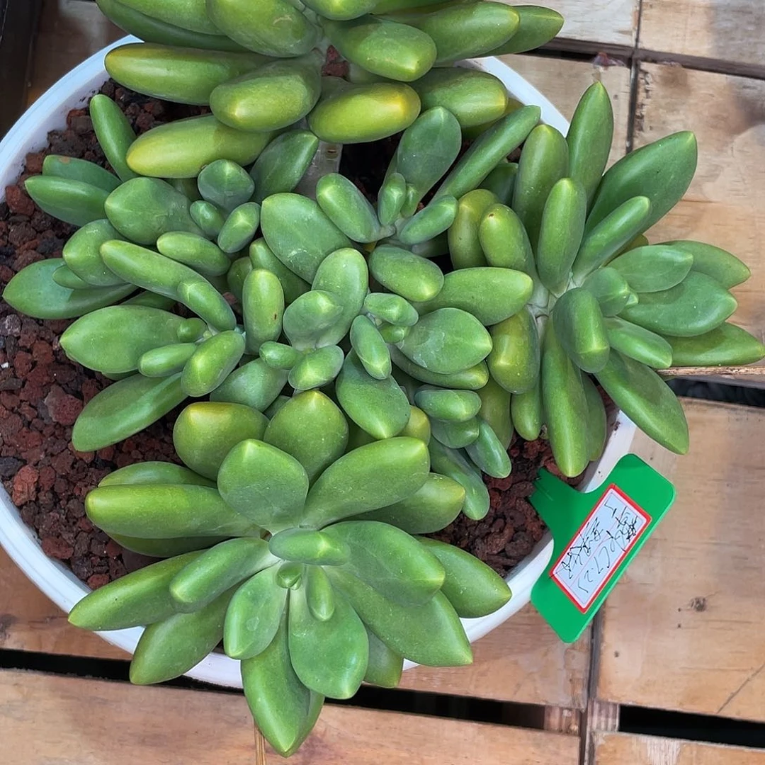 香***水芒果奶flgzkkfhkgcjfd