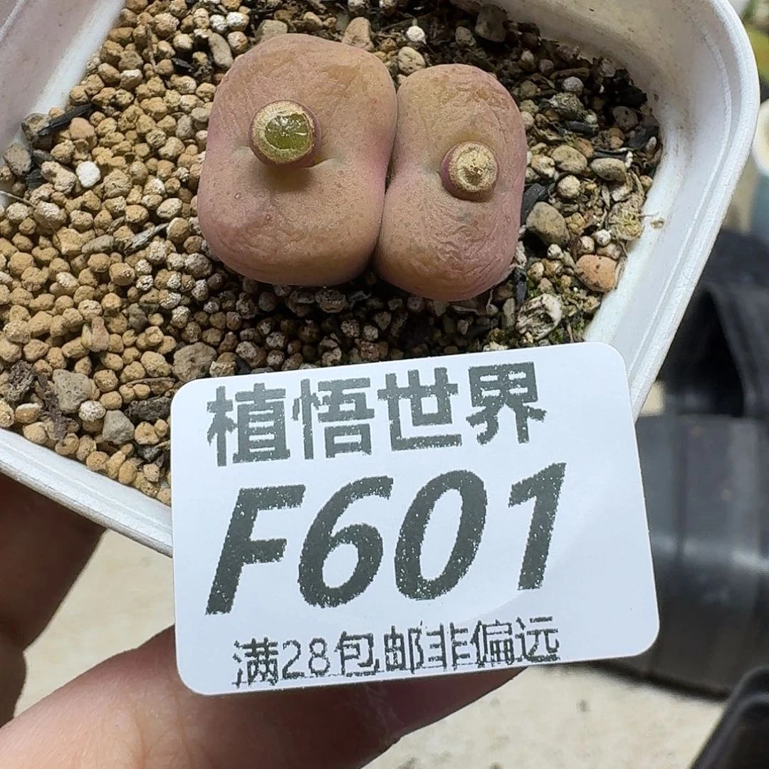 多肉植物的润泽方便您