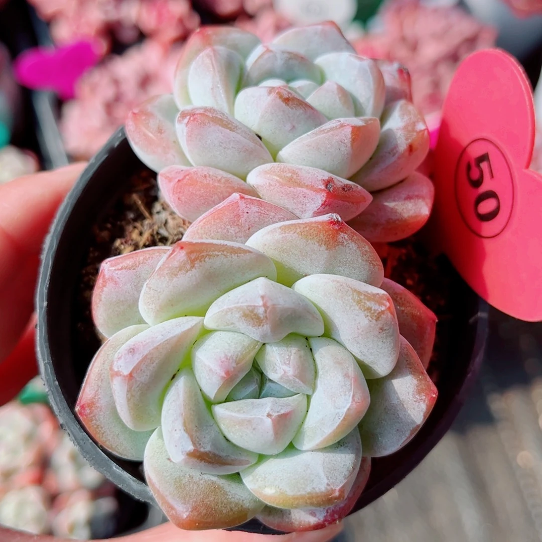 50号老桩冰玉双头9公分