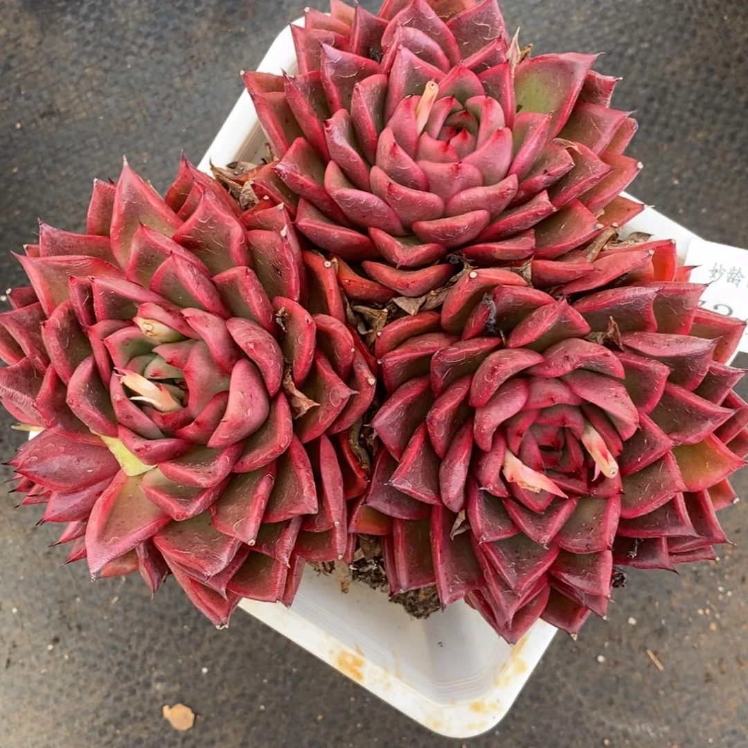 7342杂交多肉老桩