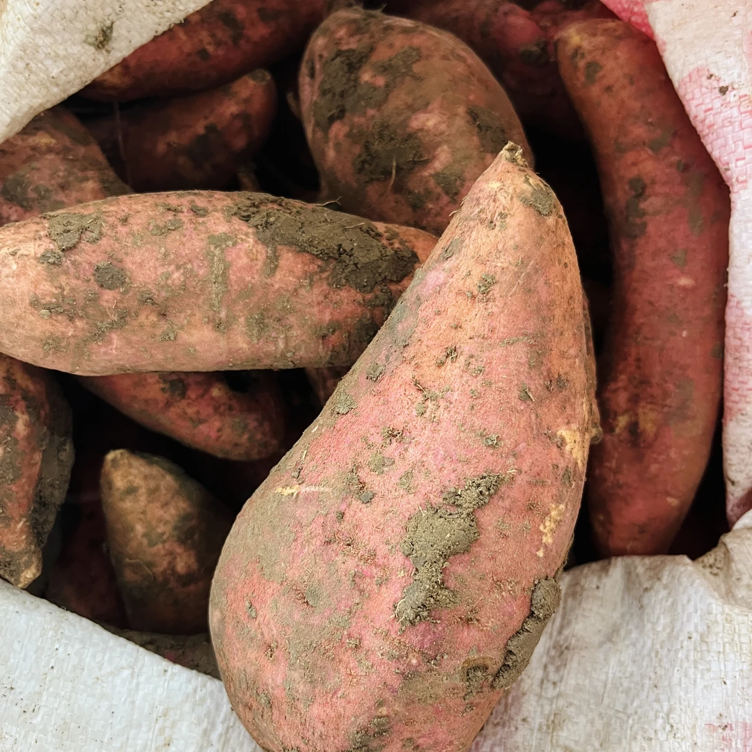 【白心红薯】农家自己种植红薯