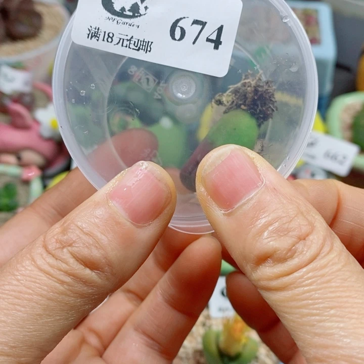 稳***福生石花花红红火火674