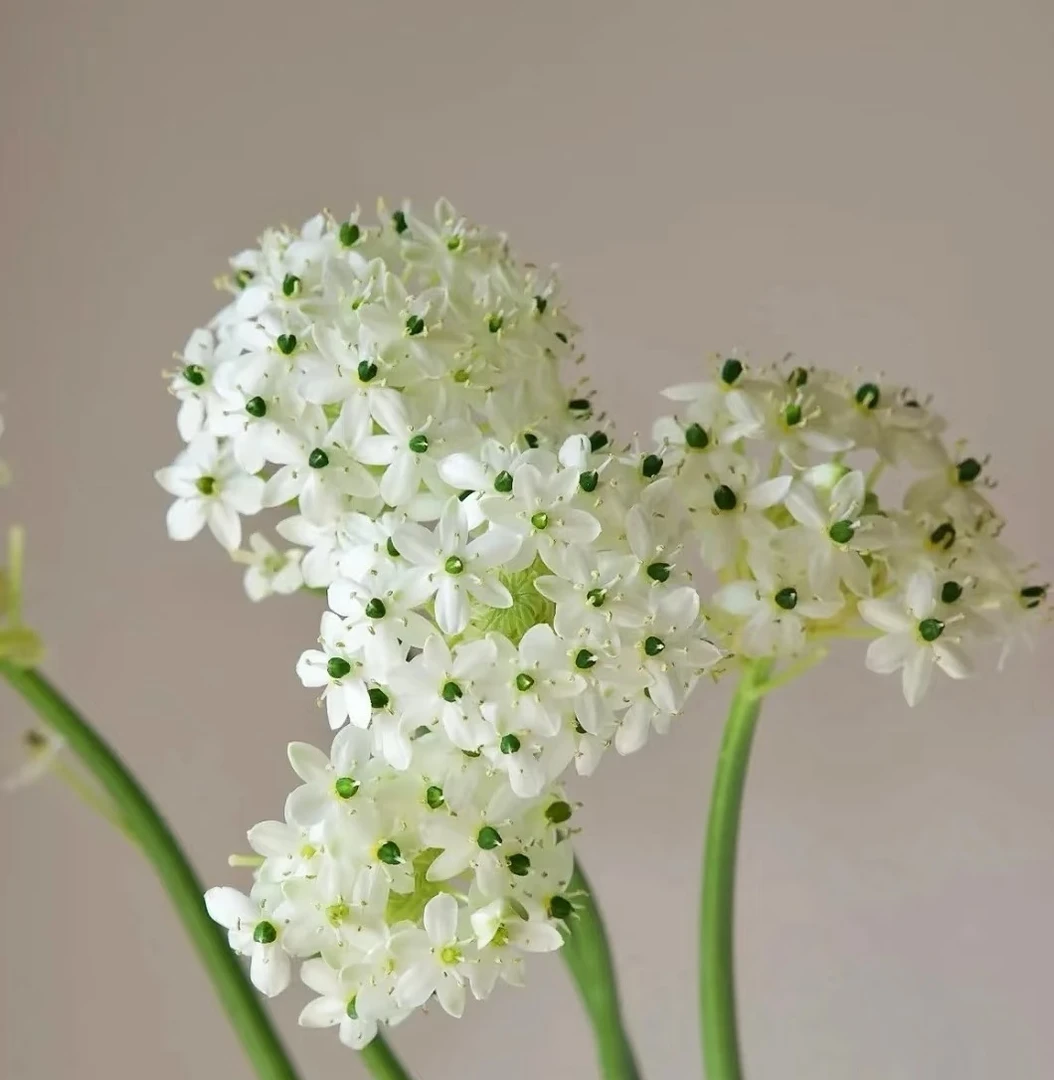 【天鹅绒】高级小众稀有水培鲜花花期长