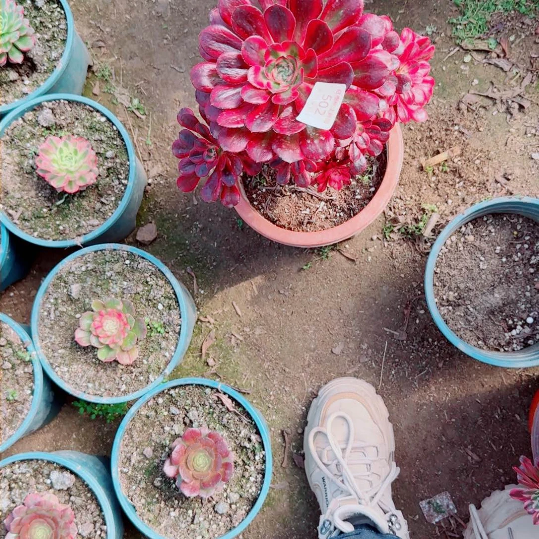 丽娜法师多肉502