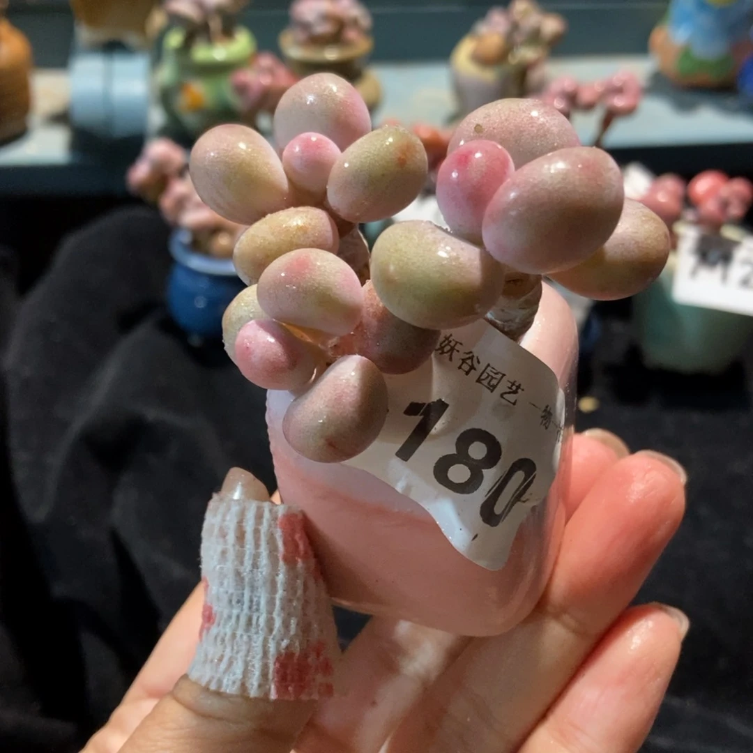 180糖果腰子蛋带盆土