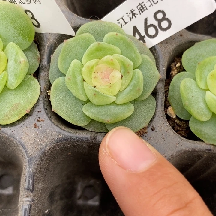 标468玉漱一个多肉