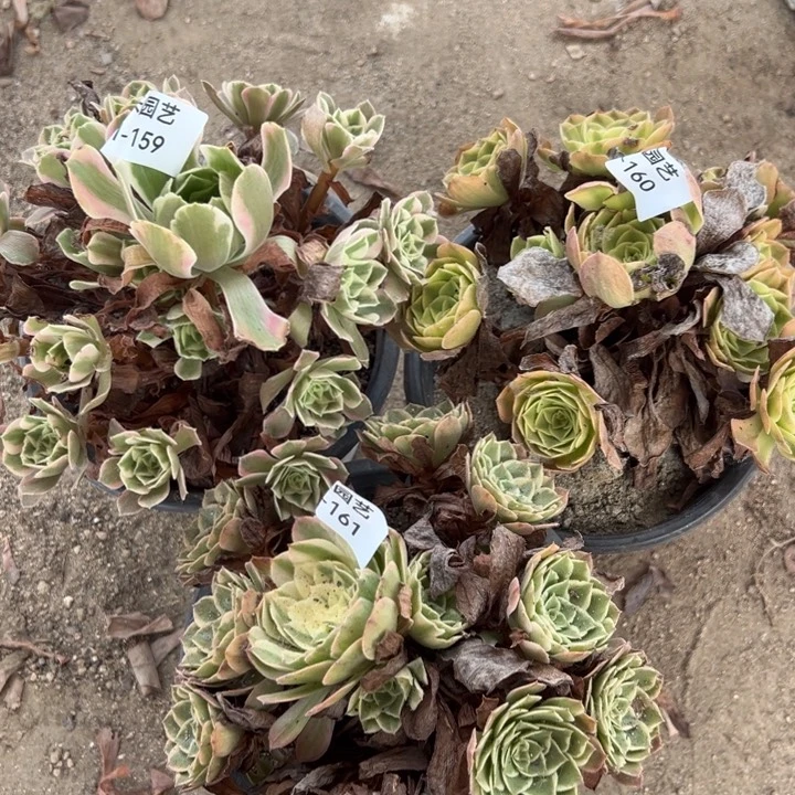 女妖雨荷海王三颗组多肉植物159-60-61