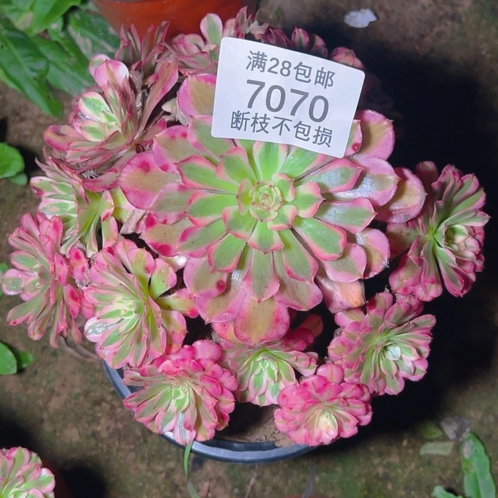 7070红铜白多肉植物